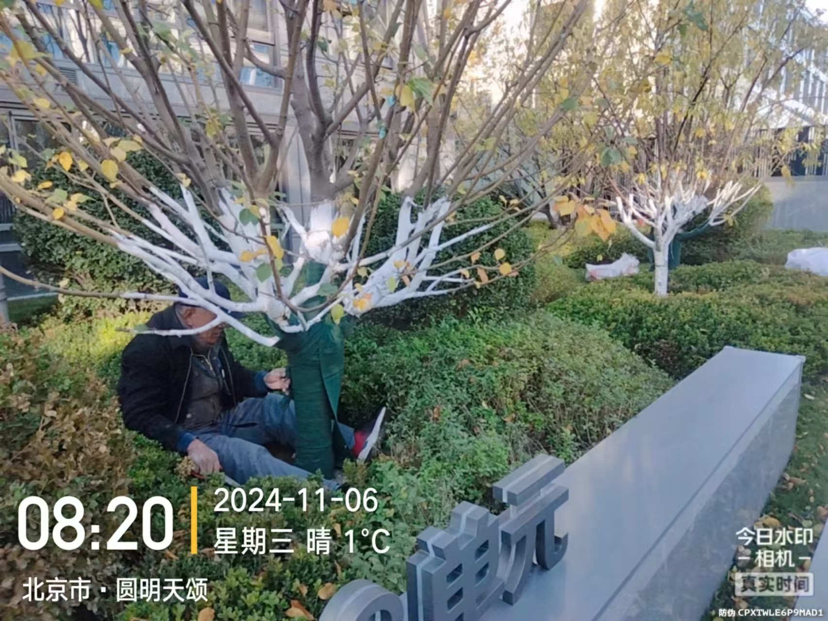 《北京天宏園林綠化草莓视频下载黄-草莓视频免费下载观看-草莓视频app下载黄-草莓视频破解版下载：冬季綠化養護之大樹涂白》