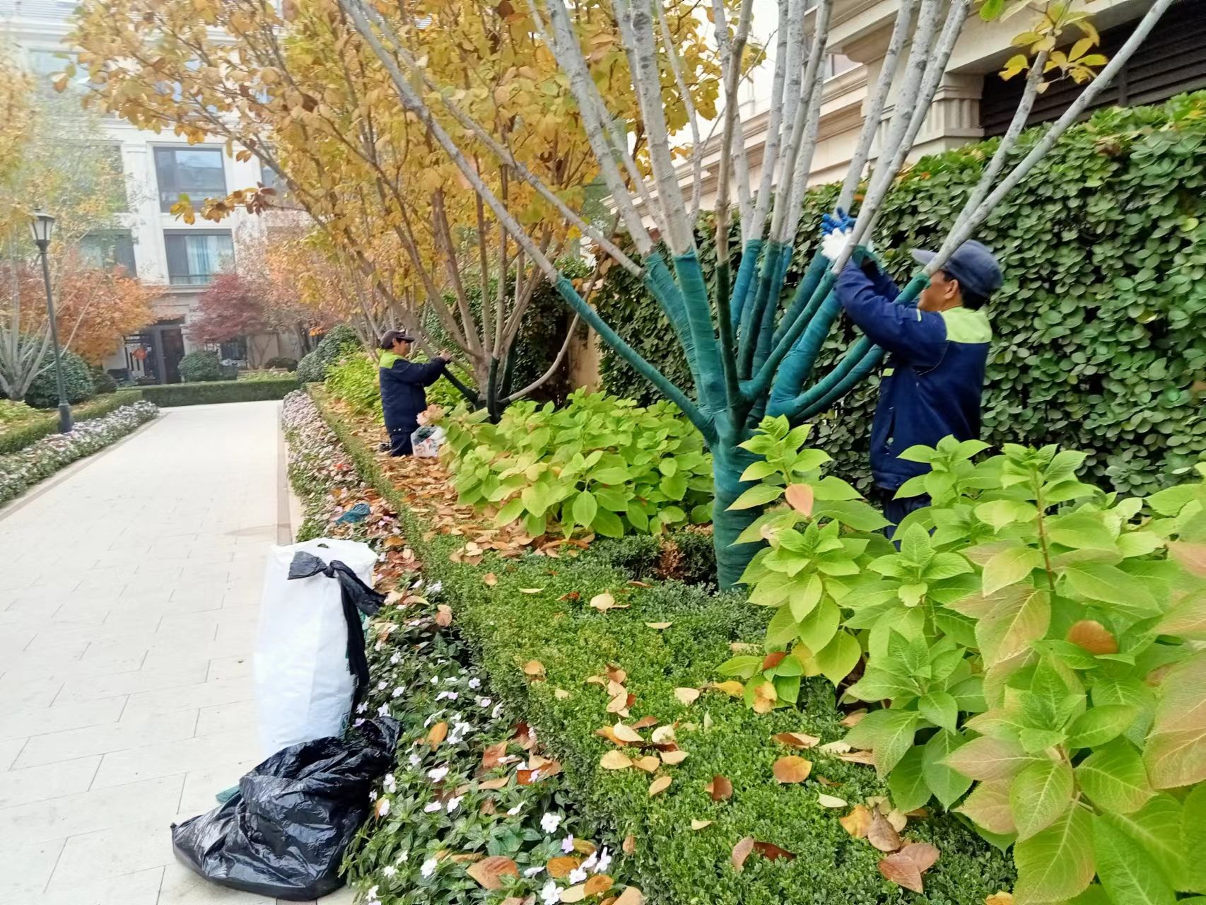 《北京天宏園林綠化草莓视频下载黄-草莓视频免费下载观看-草莓视频app下载黄-草莓视频破解版下载：冬季綠化養護之樹木纏桿》